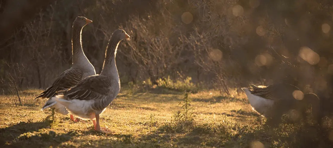 The-Story-Of-Ethical-Foie-Gras FINE & WILD
