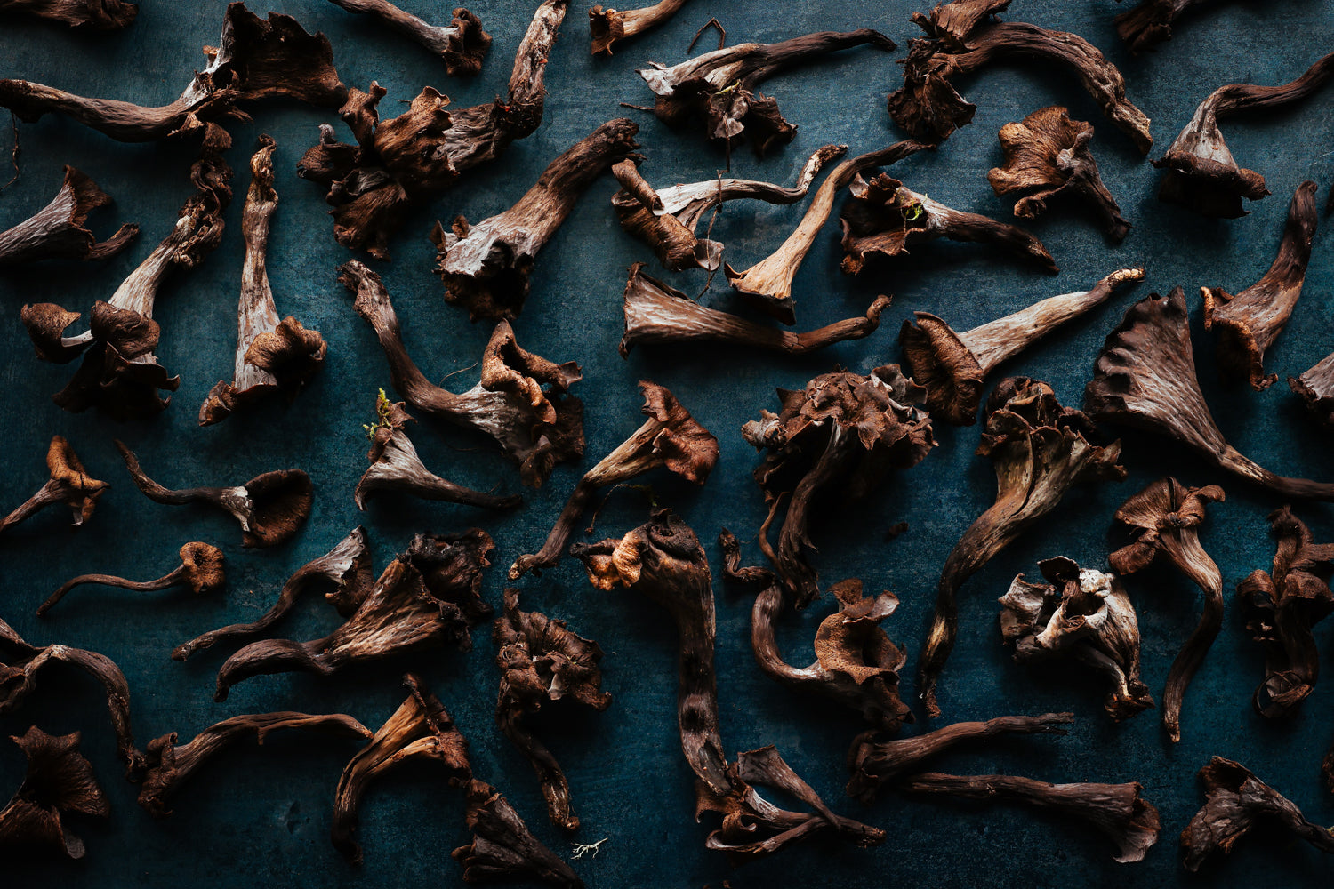 MUSHROOMS & WILD EDIBLES FINE & WILD