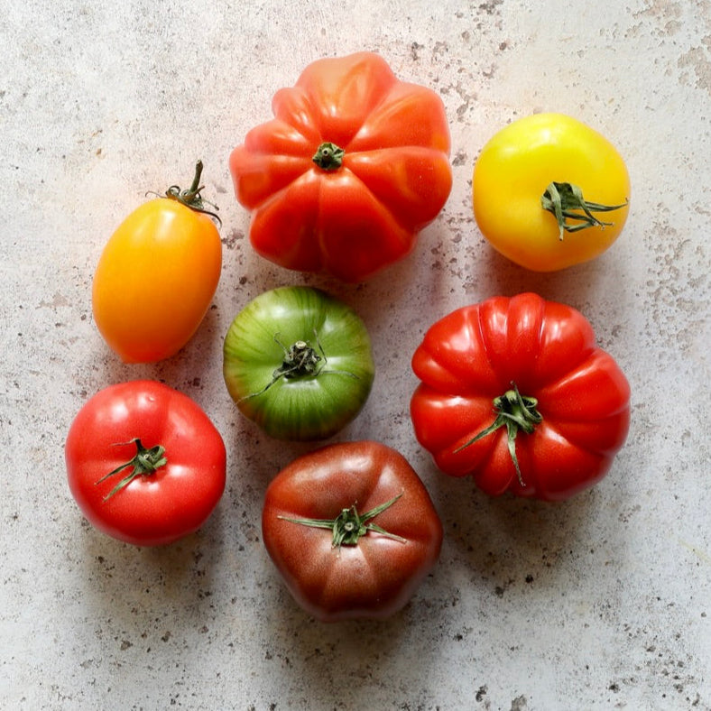 PROVENCE TOMATOES