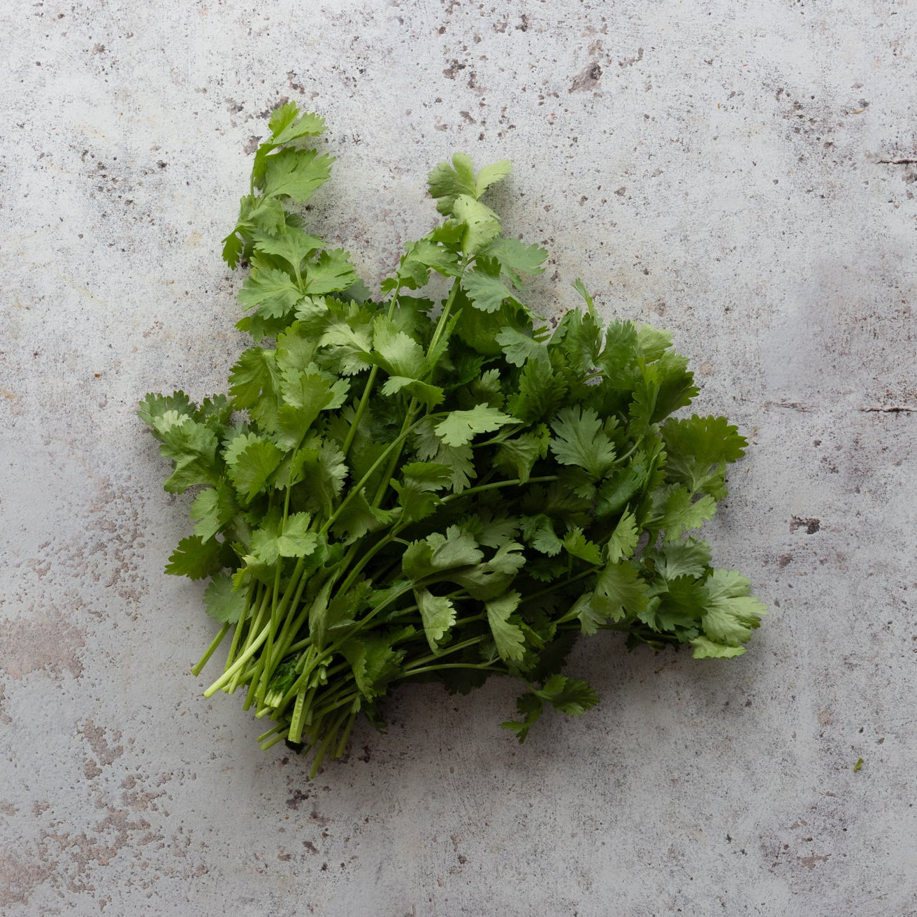 Fresh Coriander