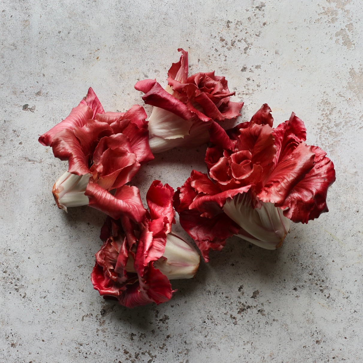 La Rosa Radicchio with rose-like red leaves and white stems, premium Italian winter chicory from Veneto, available at FINE & WILD UK.