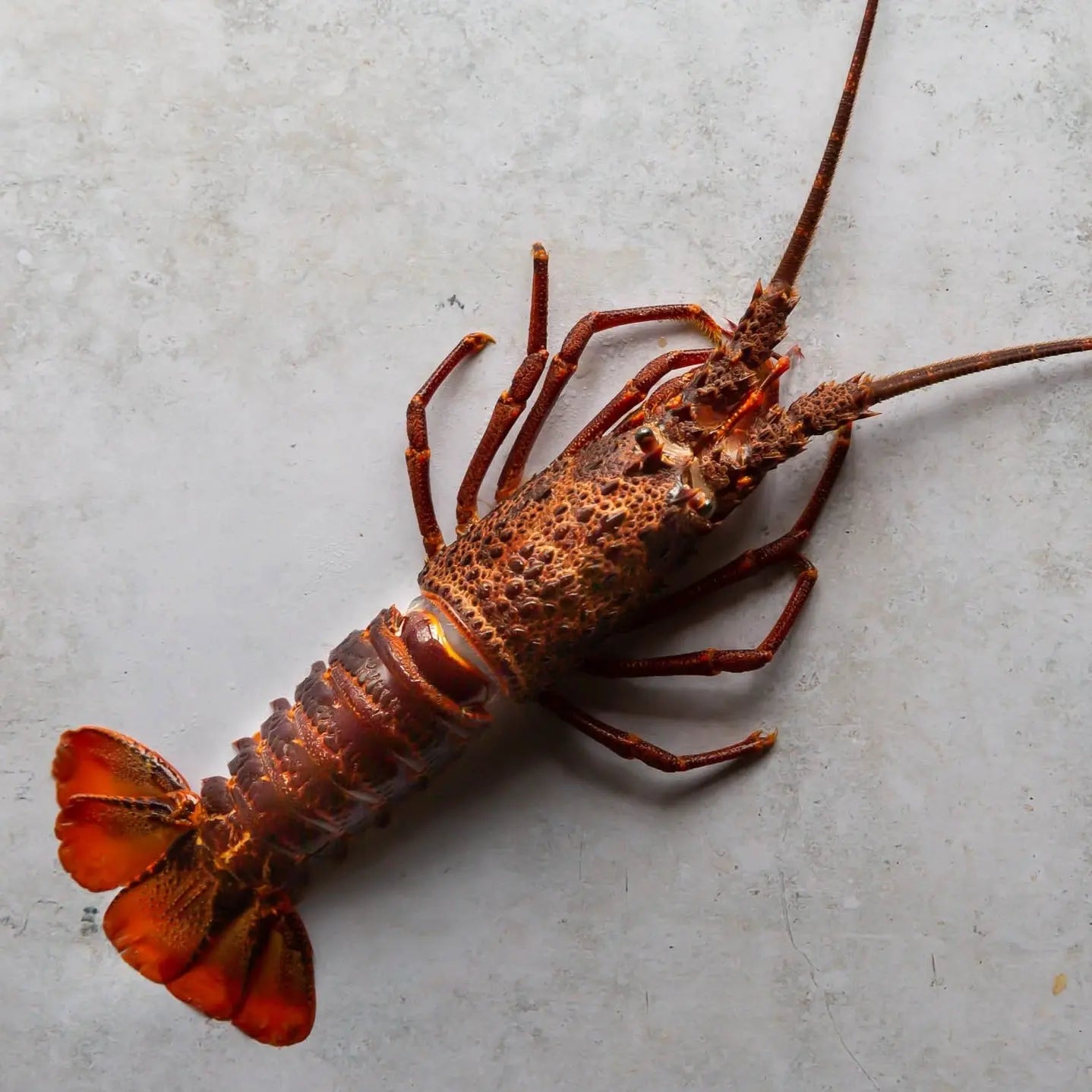 Whole Caribbean Spiny Lobster displayed on a stone surface, showcasing its detailed shell and tail, available at Fine & Wild UK for next-day delivery.