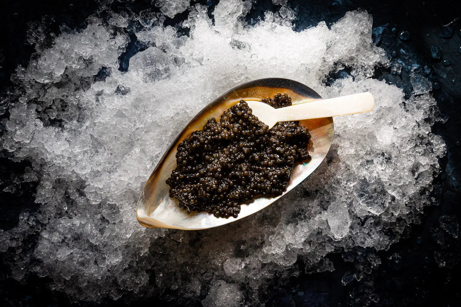 Sturia Oscietra Caviar | French Caviar | FINE & WILD