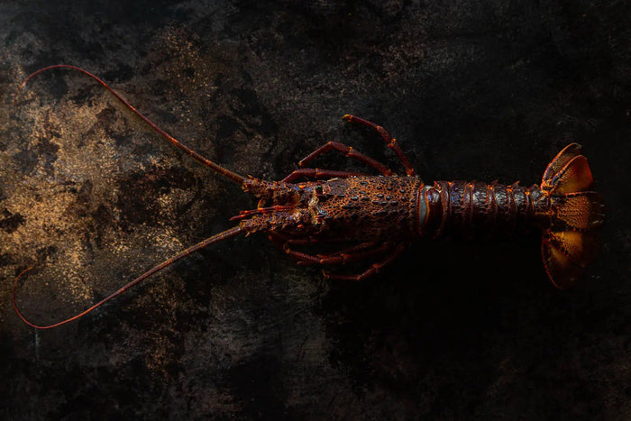 TECHNIQUES - Rock Lobster