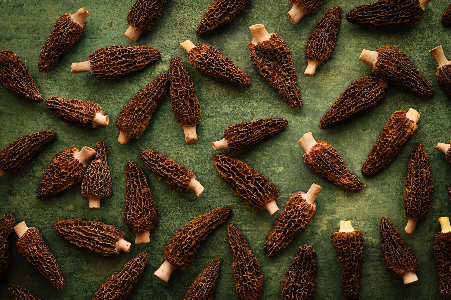 Fresh morel mushrooms showing distinctive honeycombed caps