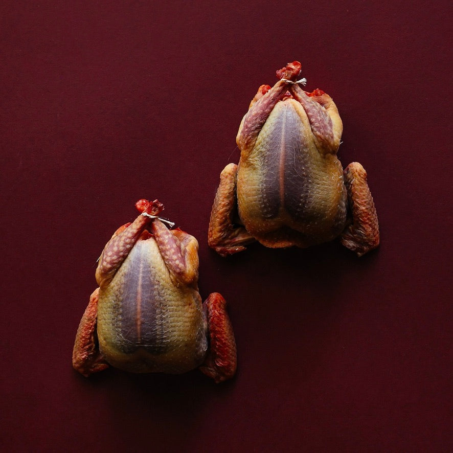 Two Anjou Squab Pigeons prepared and trussed, on a red background.