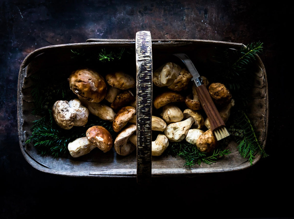 Buy Fresh Ceps Uk | Porcini Mushrooms | FINE & WILD UK 