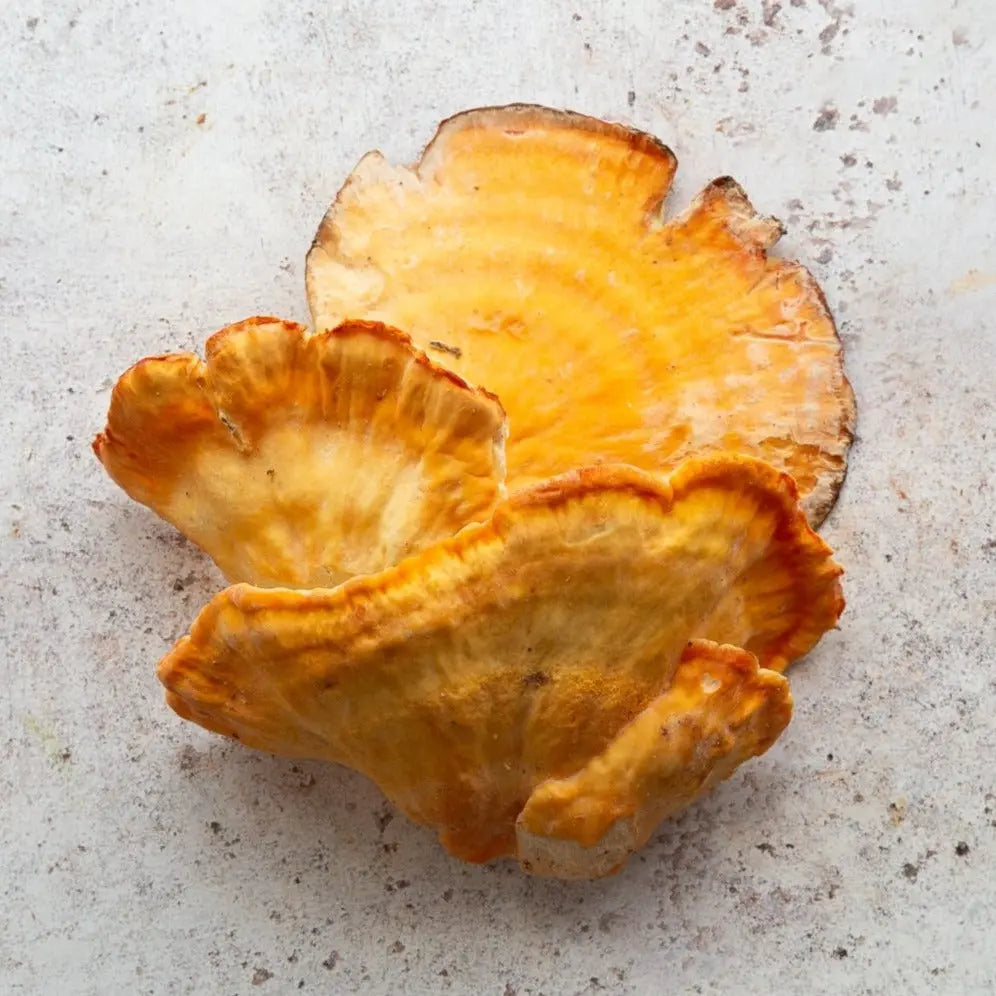 Fresh Chicken of the Woods Mushroom | FINE & WILD UK