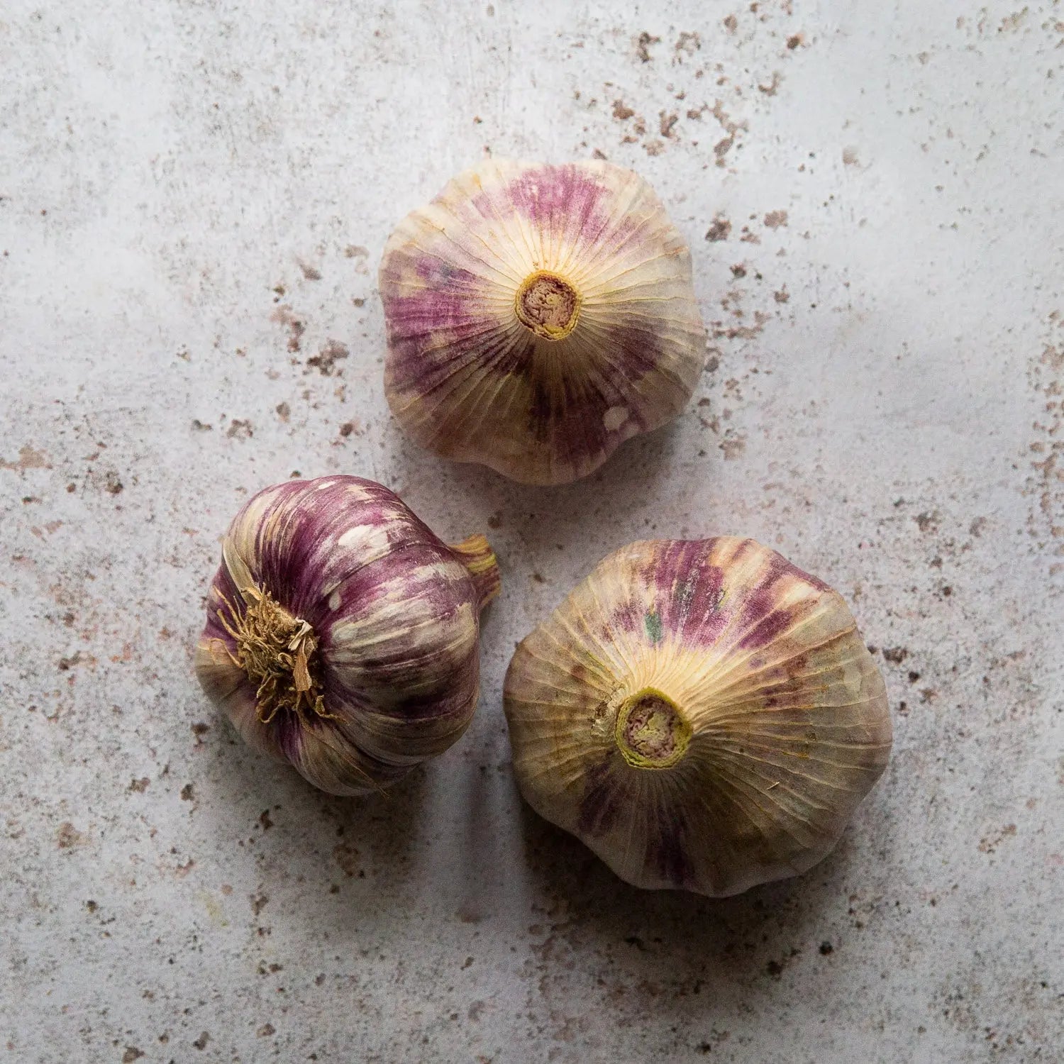 LAUTREC PINK GARLIC 