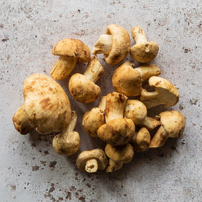 Buy St. Georges Mushrooms | FINE & WILD UK