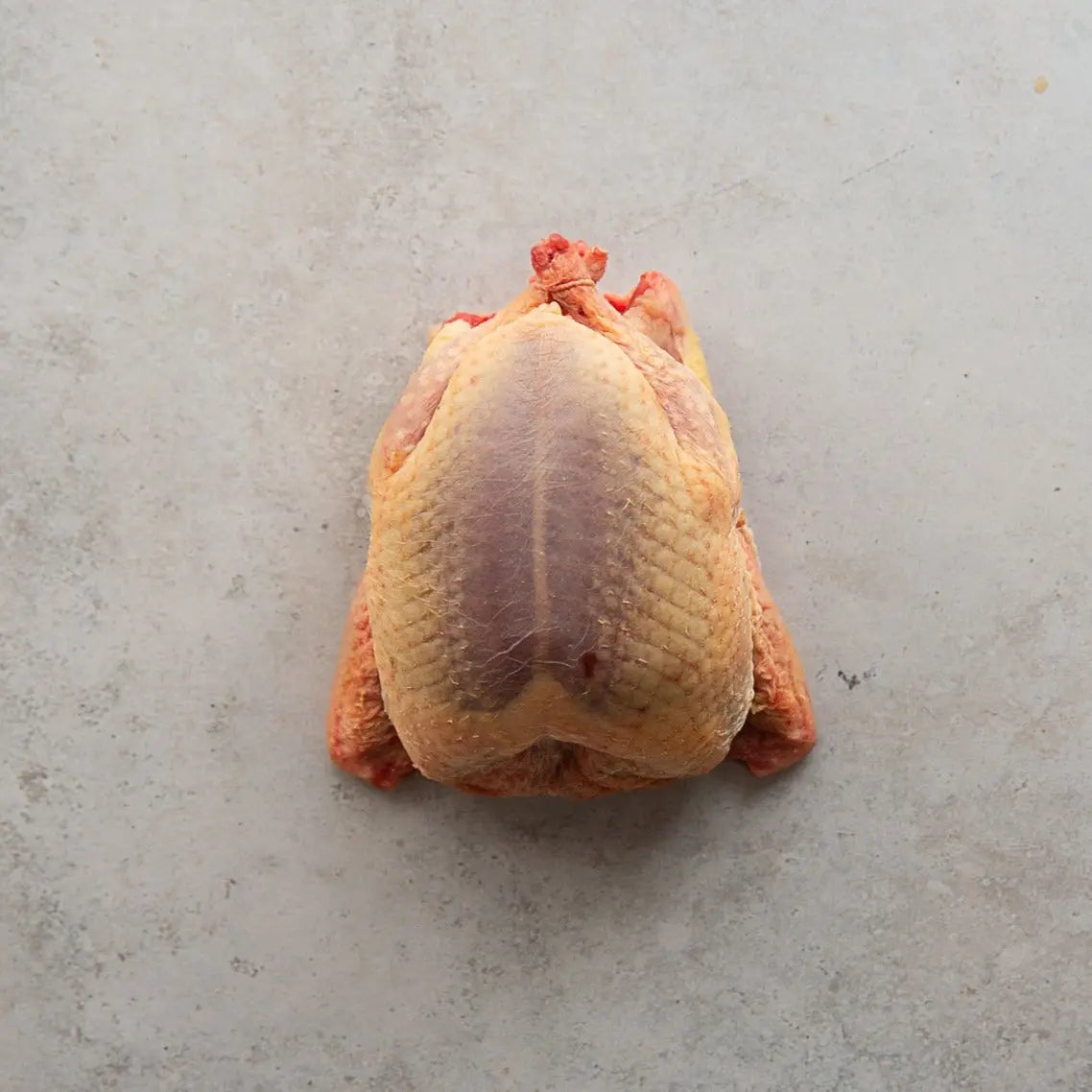 Squab Pigeon | Hubbell Breed | FINE & WILD