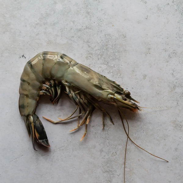 Black Tiger Prawn | FINE & WILD UK