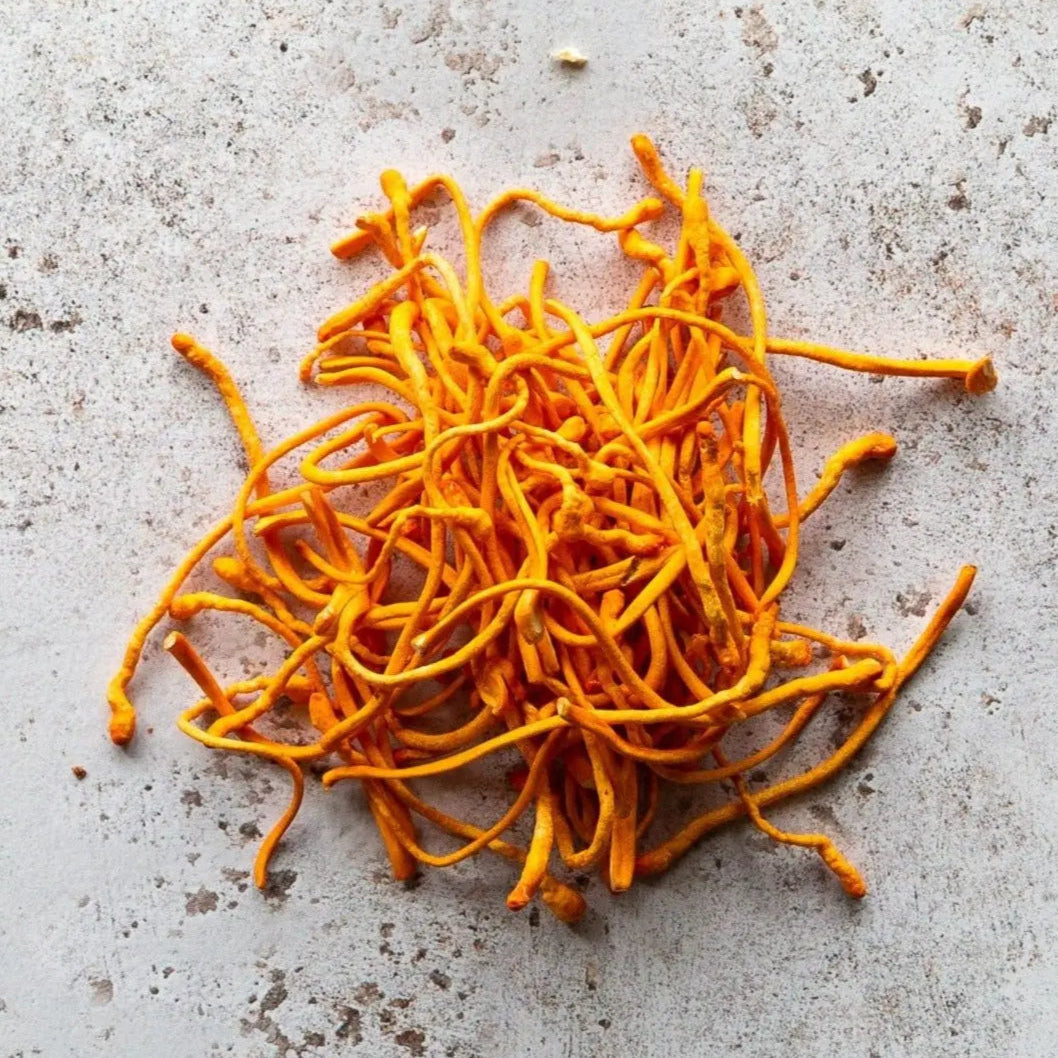 Fresh Cordyceps | Cordyceps Milataris | FINE & WILD 