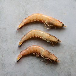 SHARK BAY PRAWNS | FINE & WILD UK 