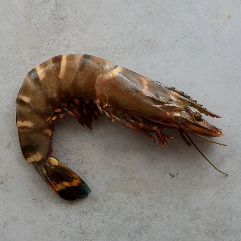 WILD JUMBO TIGER PRAWNS 1kg