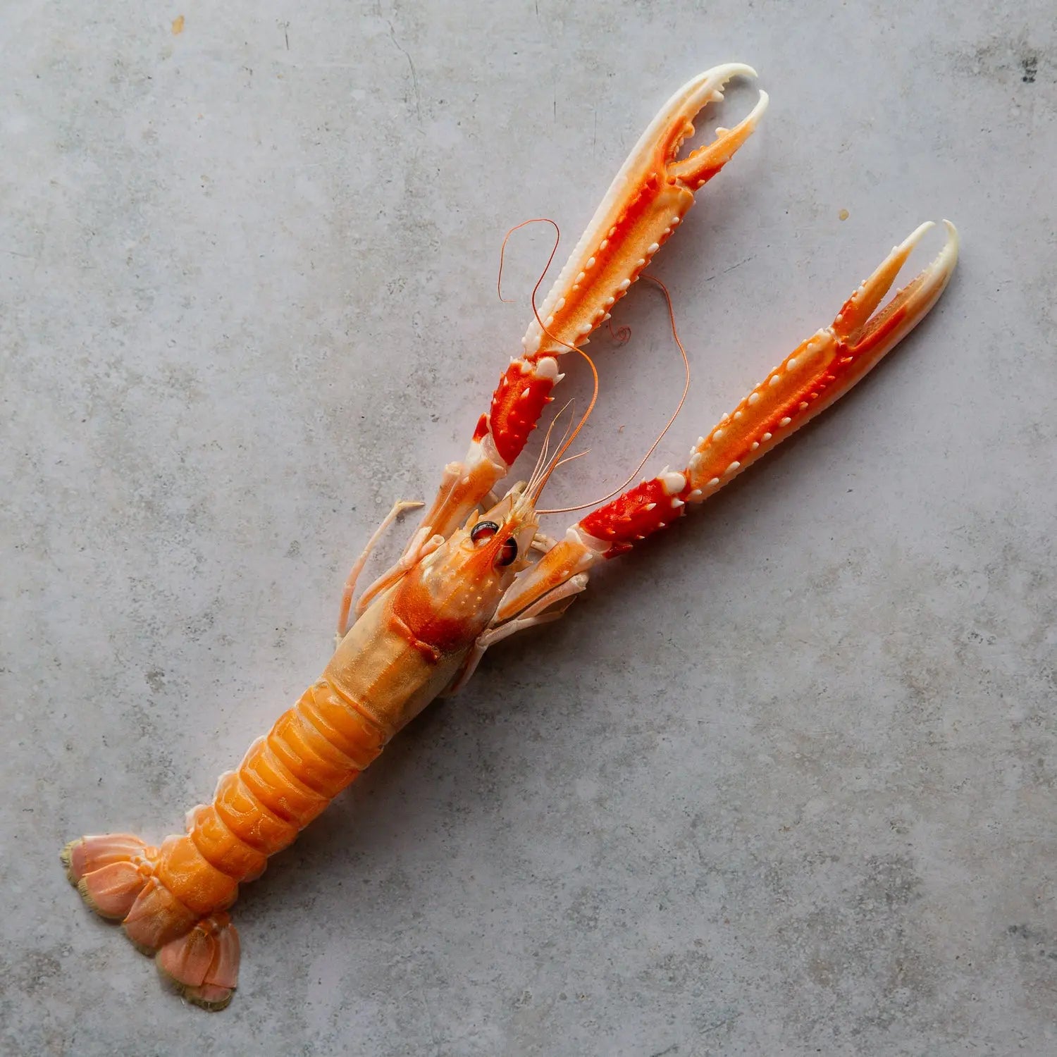 Wild Extra Large Scottish Langoustines | Fine & Wild UK