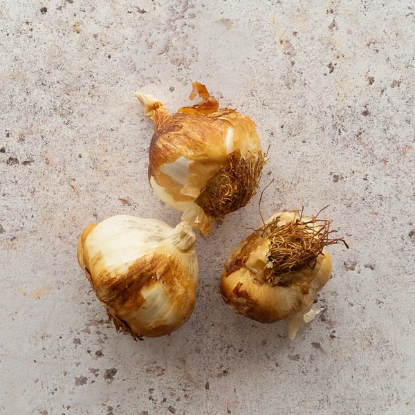 SMOKED GARLIC AOC