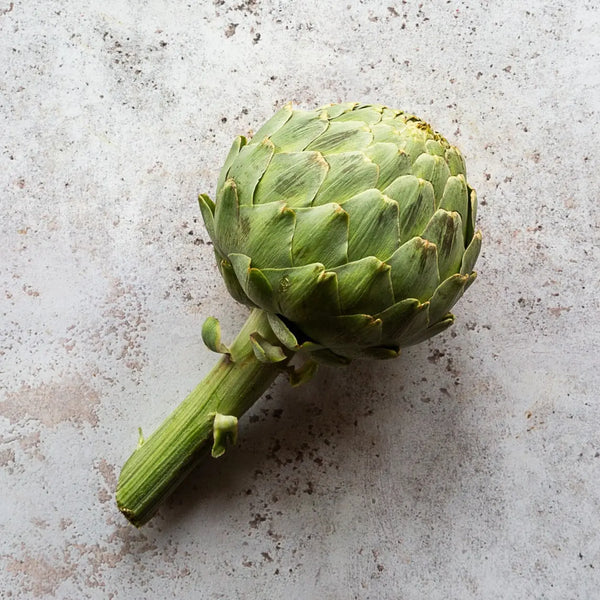 CALICO GLOBE ARTICHOKE x 2